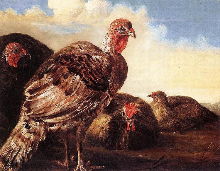 CUYP, Aelbert Domestic Fowl France oil painting art
